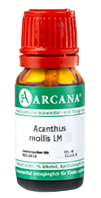 ACANTHUS mollis LM 16 Dilution