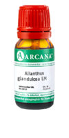 AILANTHUS GLANDULOSA LM 14 Dilution