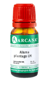 ALISMA plantago LM 14 Dilution