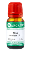 ALNUS SERRULATA LM 16 Dilution