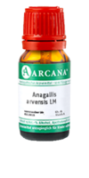 ANAGALLIS ARVENSIS LM 11 Dilution